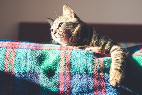 cat on the bed at home