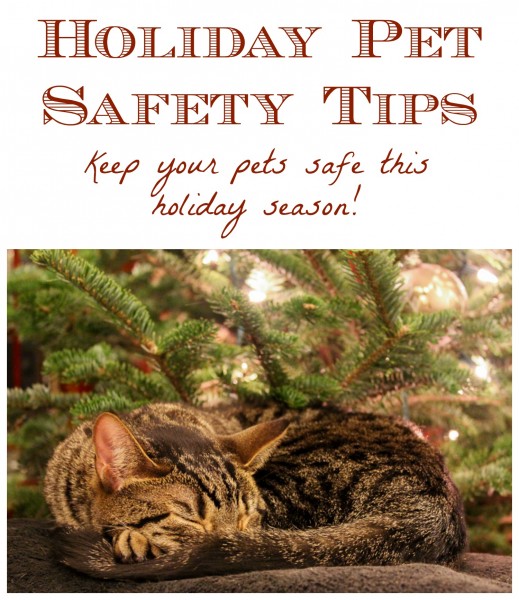 How To Keep Your Pets Safe During The Holidays!