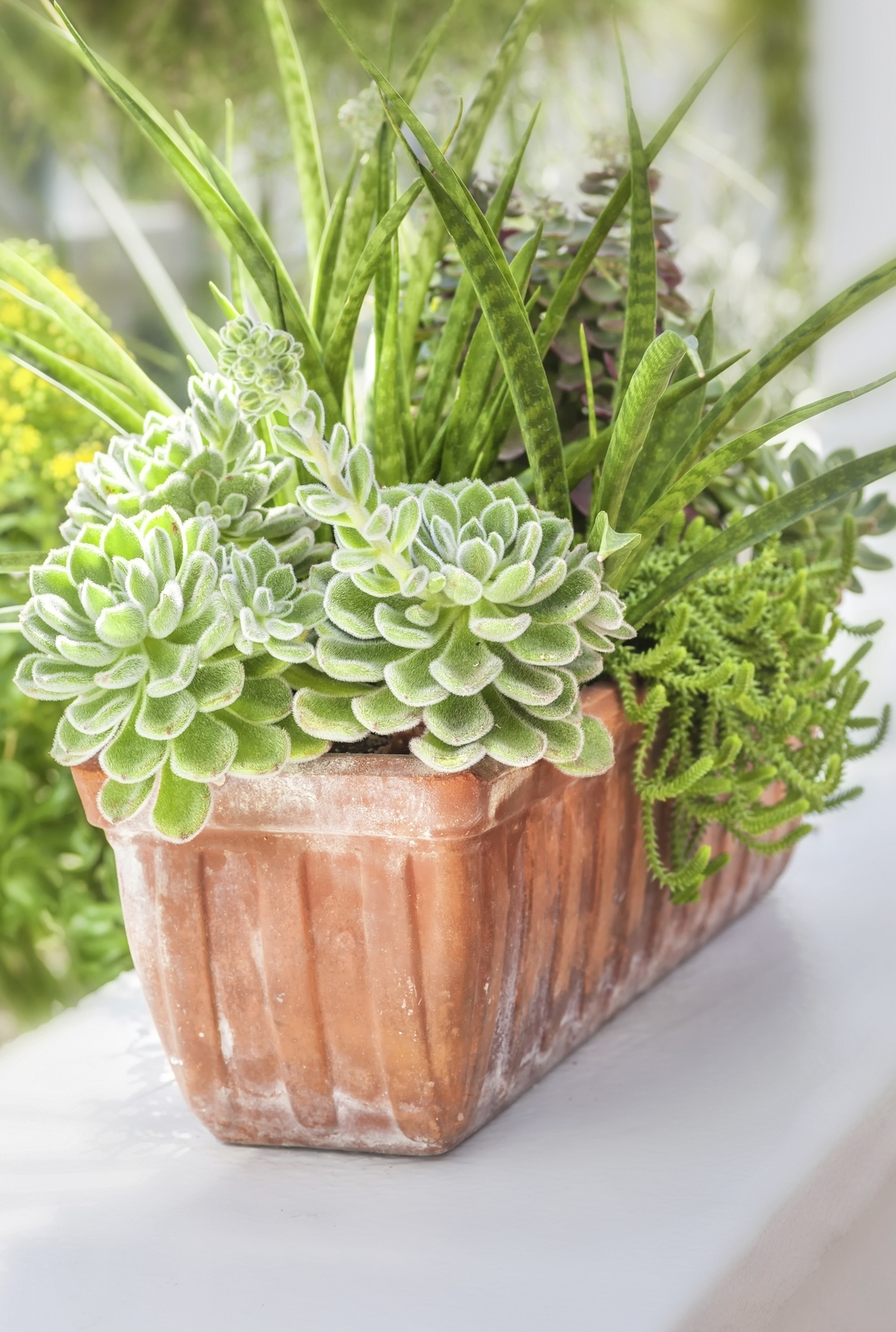 ForRent.com - Potting ideas for succulents