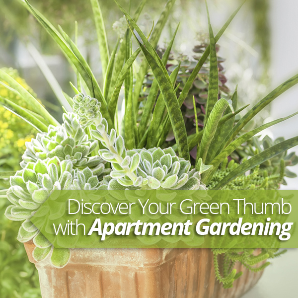 FoRent.com - Apartment Gardening Tips and Ideas for Beginners