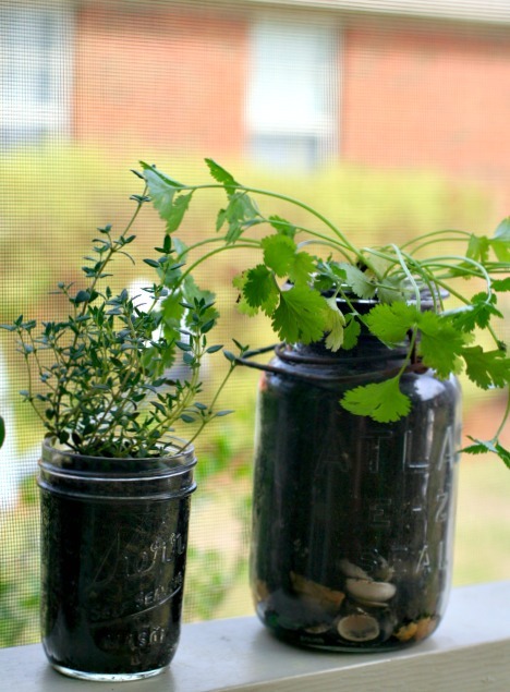 ForRent.com - Try planting herbs for perfect apartment plants!