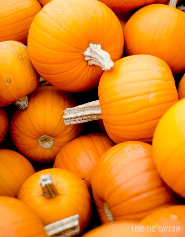 Pumpkins for Fall-ForRent.com