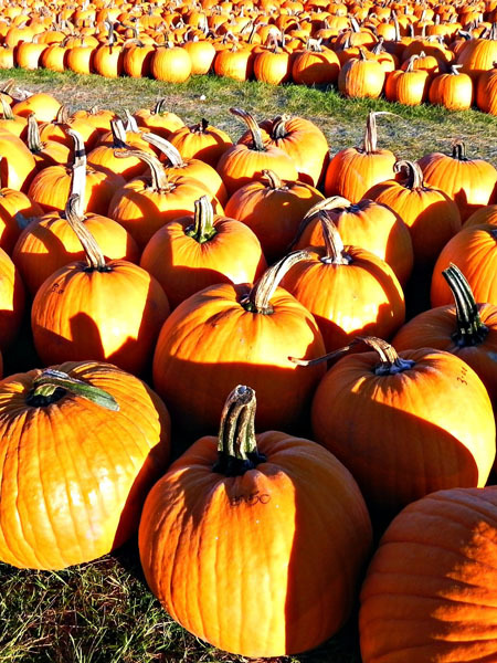 I had no idea I could carve pumpkins with all these tools! Time to get to work. 