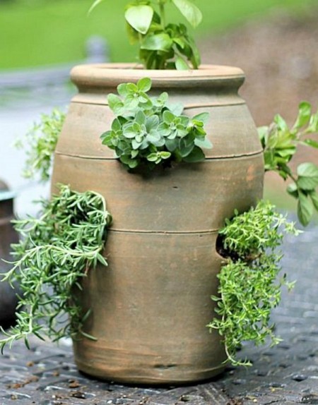 Grow herbs in a strawberry pot