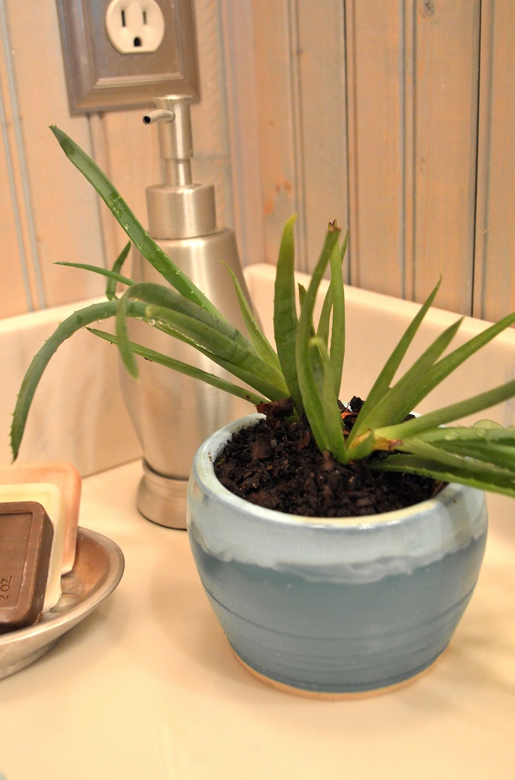 Useful Bathroom Aloe