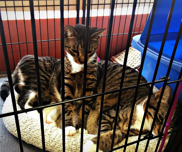 Pet Rescue Cats