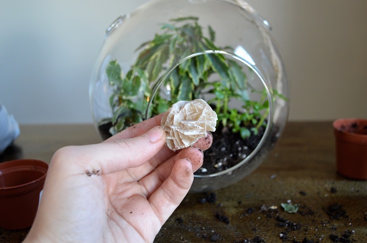 Terrarium Decorate