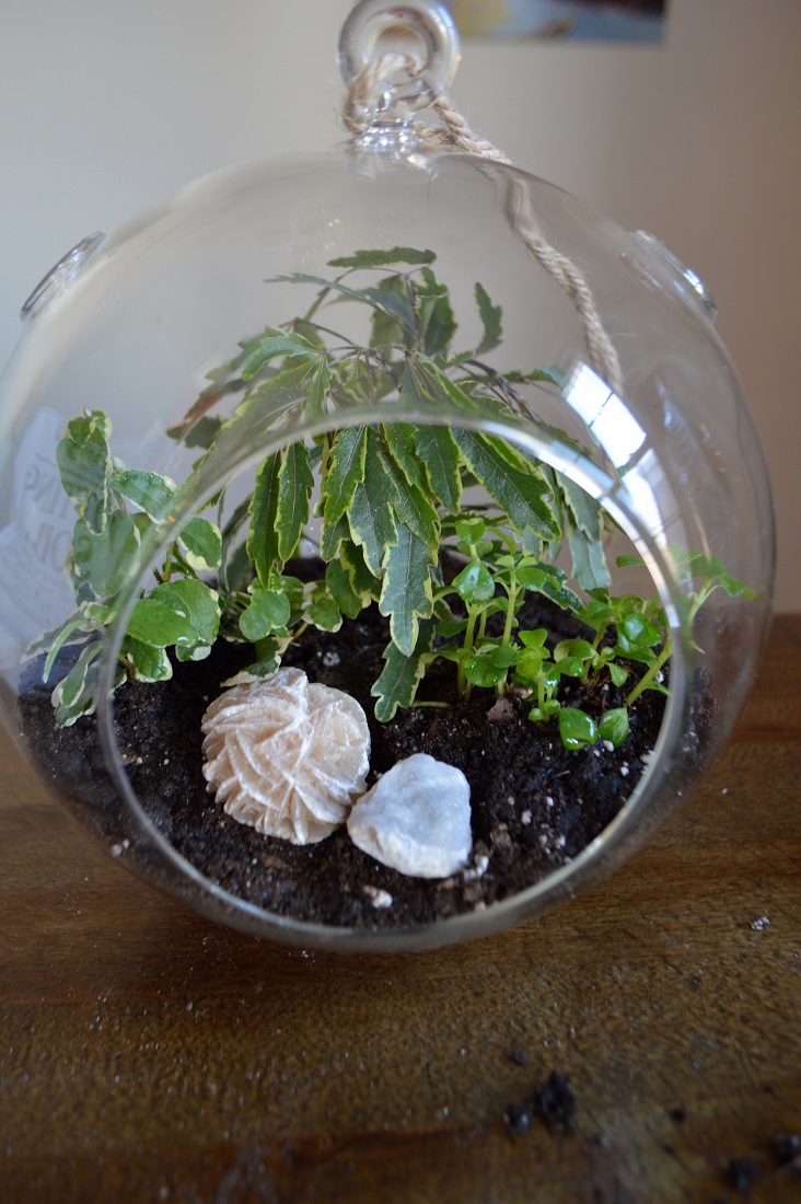 Terrarium