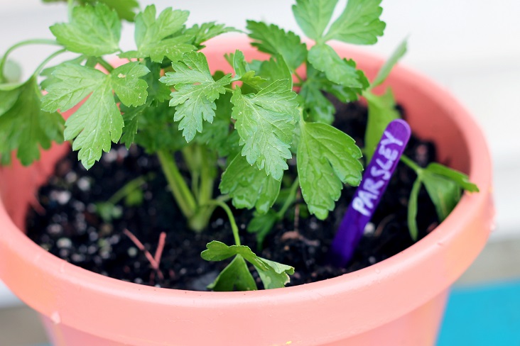 container gardening-002