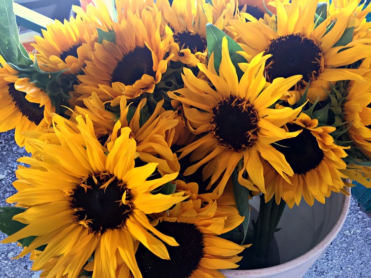 Farmers Market Flowers