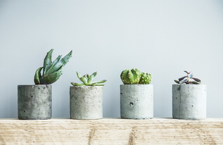 Succulents In Diy Concrete Pot. Scandinavian Room Interior Decor