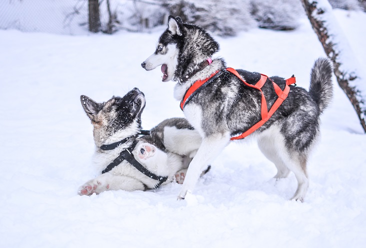 Winter Animals Outside