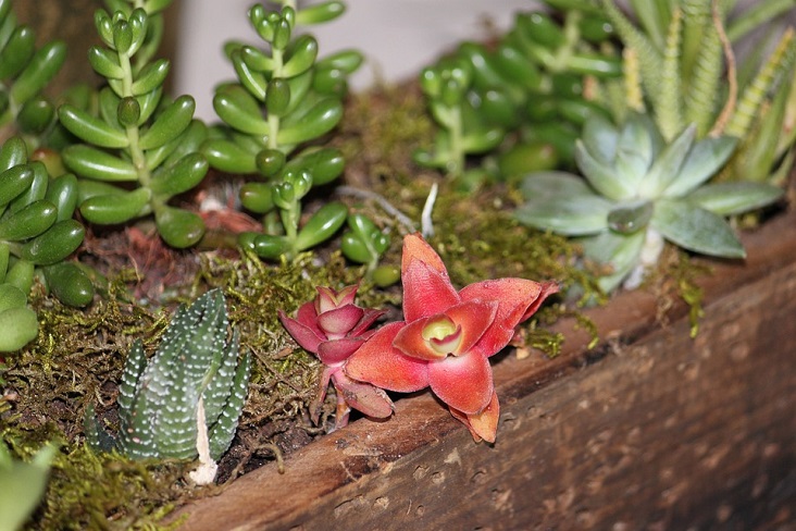 balcony-hacks-mini-garden